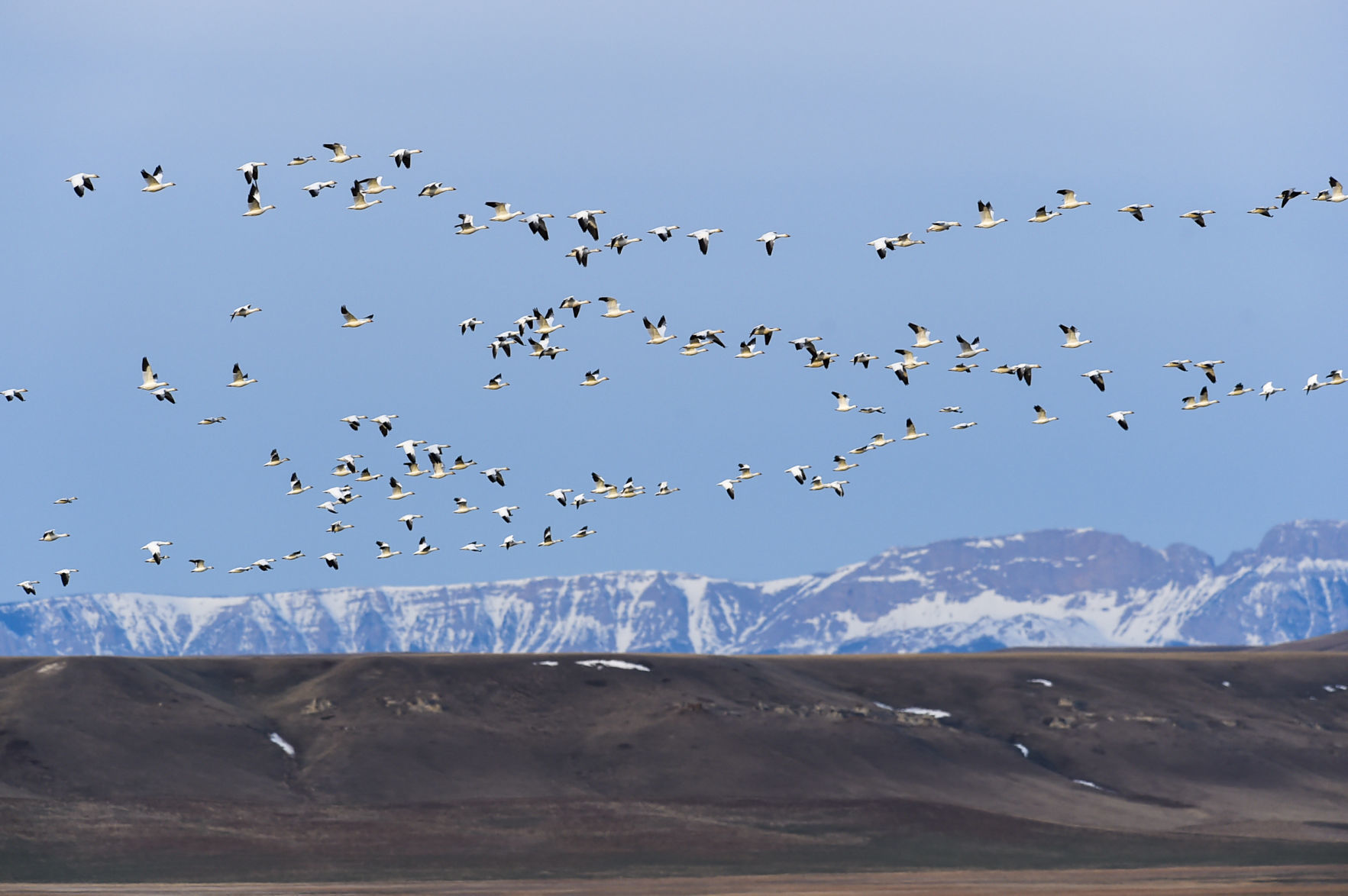 Freezout Lake Snow Goose Migration